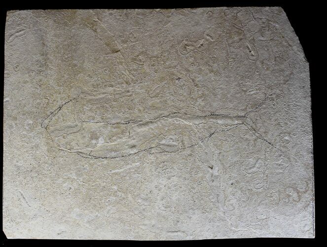 Unprepared Diplomystus Fossil Fish - About Long #28139